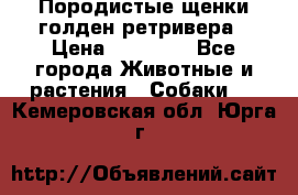 Породистые щенки голден ретривера › Цена ­ 25 000 - Все города Животные и растения » Собаки   . Кемеровская обл.,Юрга г.